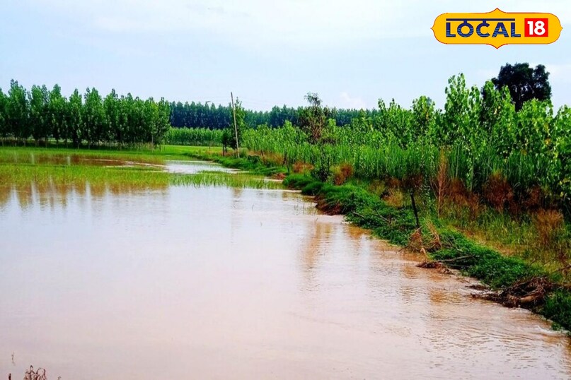 crop damaged by flood, kharif crop loss in rainy, flood se false kharab ho gai ab kya kare, agriculture tips, local18, khargone letest news, Madhya Pradesh hindi news, Tips and trick 