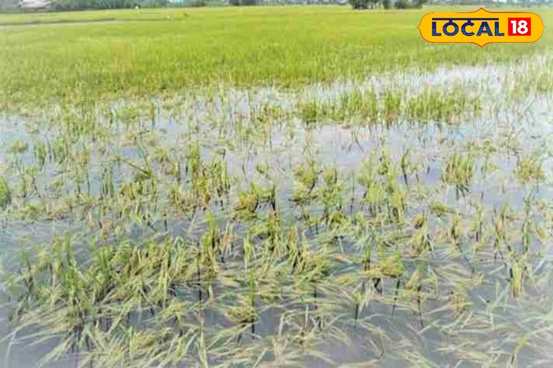crop damaged by flood, kharif crop loss in rainy, flood se false kharab ho gai ab kya kare, agriculture tips, local18, khargone letest news, Madhya Pradesh hindi news, Tips and trick 