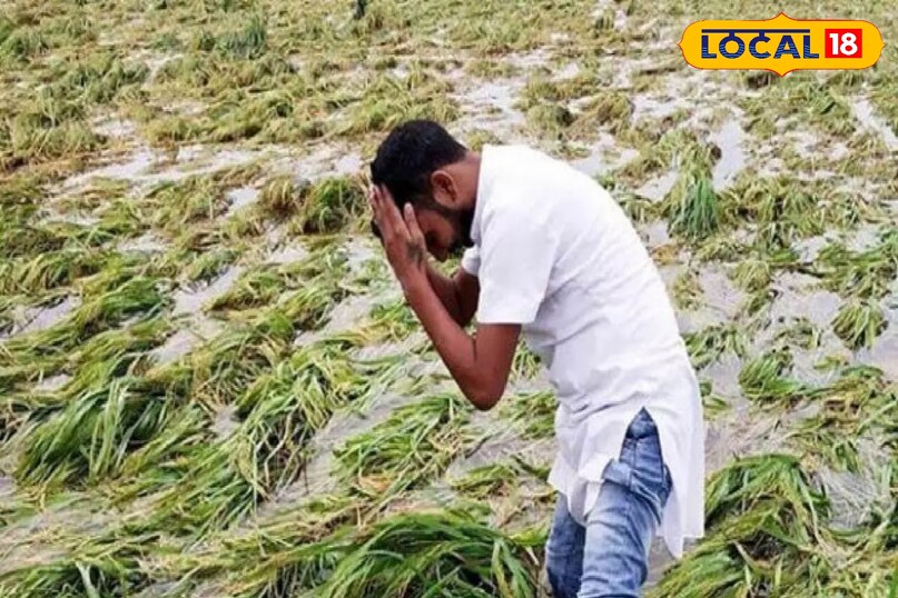 crop damaged by flood, kharif crop loss in rainy, flood se false kharab ho gai ab kya kare, agriculture tips, local18, khargone letest news, Madhya Pradesh hindi news, Tips and trick 