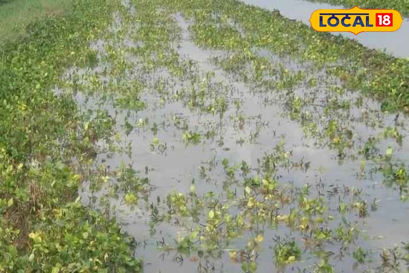 crop damaged by flood, kharif crop loss in rainy, flood se false kharab ho gai ab kya kare, agriculture tips, local18, khargone letest news, Madhya Pradesh hindi news, Tips and trick 