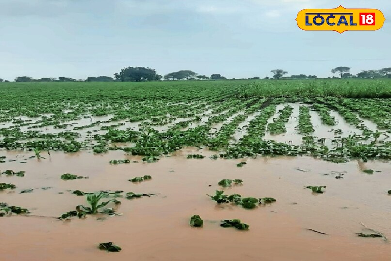 crop damaged by flood, kharif crop loss in rainy, flood se false kharab ho gai ab kya kare, agriculture tips, local18, khargone letest news, Madhya Pradesh hindi news, Tips and trick 