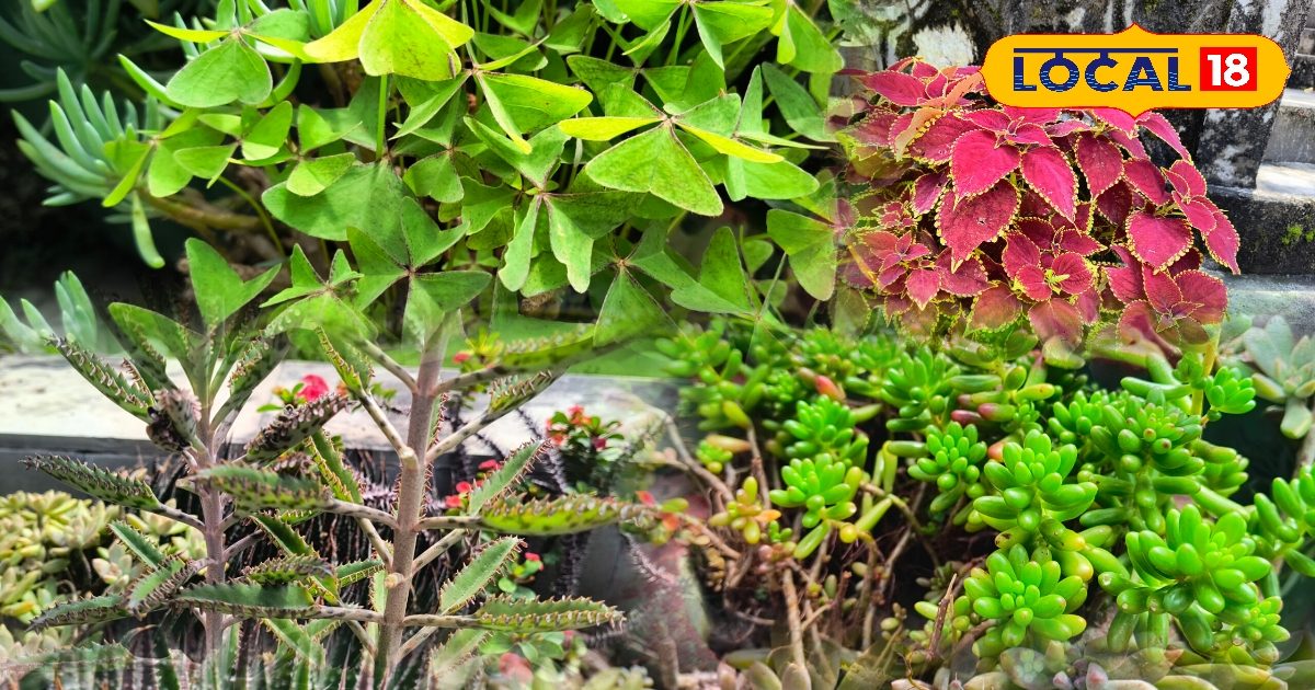 Gardening Tips: घर को देना है VIP लुक, अपनी बागिया में लगाएं ये पौधे, सुंदरता में लग जाएंगे चार-चांद