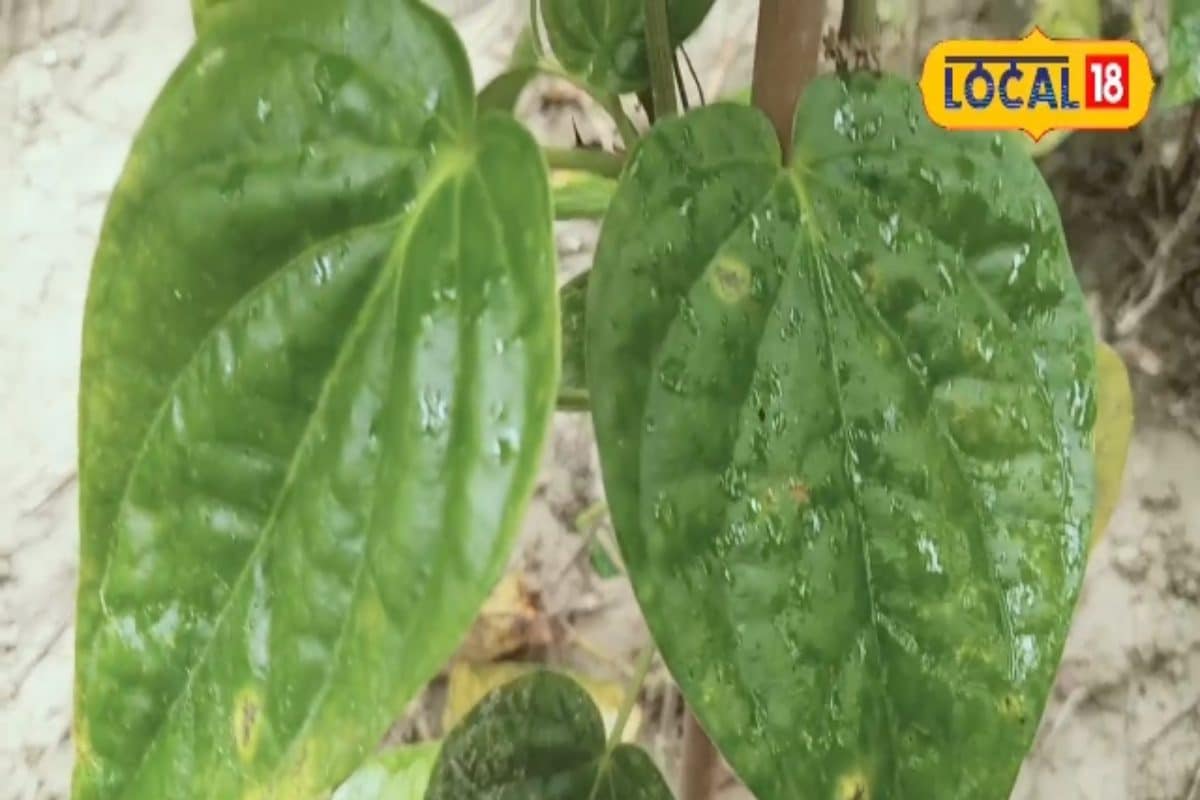 इस किसान को सलाम, बारिश में बर्बाद हो गई फसल, लोगों की खुशी के आगे भूल गया दुख