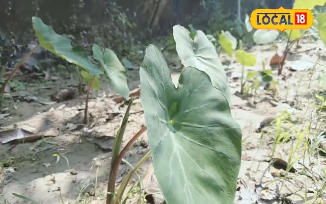 फल के बने बिस्किट, पत्ते के पकोड़े, डंठल की सब्जी, यह पौधा रोडपति को बनाए...