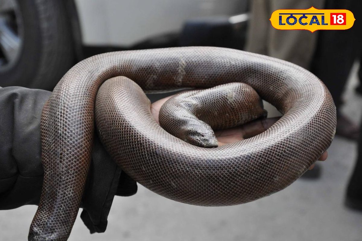 दुनिया का सबसे महंगा पर 'अनलकी' सांप, कीमत 25 करोड़! डबल इंजन नाम से मशहूर