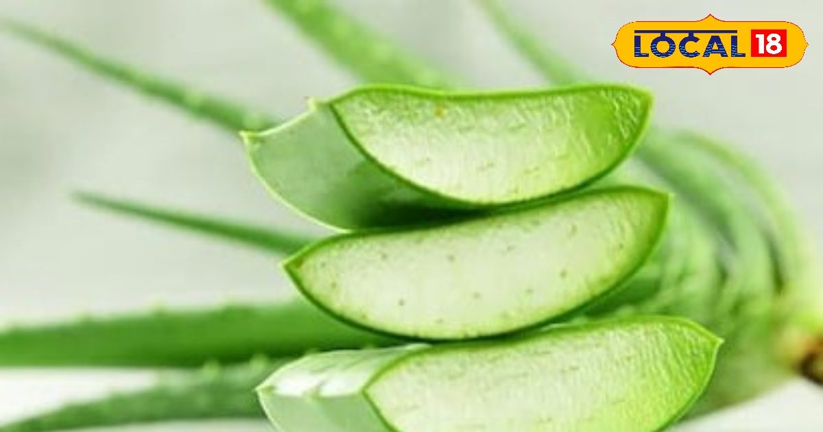 Skin care tips : कोरियन सीरम से कम नहीं इसका पत्ता, हींग लगे न फिटकरी, कांच जैसी बना देगा स्किन