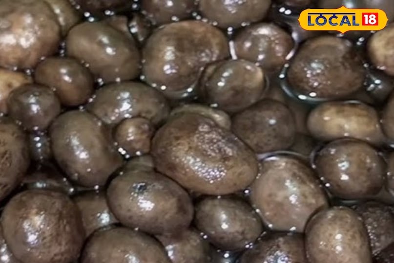 भालू बड़े चाव से खाते हैं भालू बड़े चाव से खाते हैं