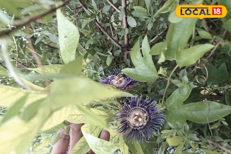 राखी बेल, Passion Flower, Rakhi Bel Plant, Passiflora Flower, Raksha Bandhan Plant, Medicinal Plant Ghazipur, गाजीपुर के पौधे, रक्षाबंधन के फूल, Ayurvedic Flower, Nature Rakhi 