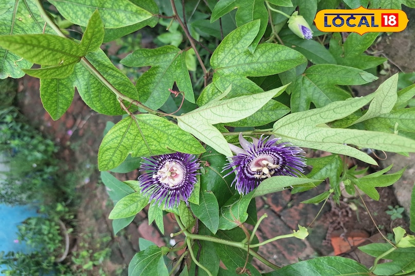 राखी बेल, Passion Flower, Rakhi Bel Plant, Passiflora Flower, Raksha Bandhan Plant, Medicinal Plant Ghazipur, गाजीपुर के पौधे, रक्षाबंधन के फूल, Ayurvedic Flower, Nature Rakhi