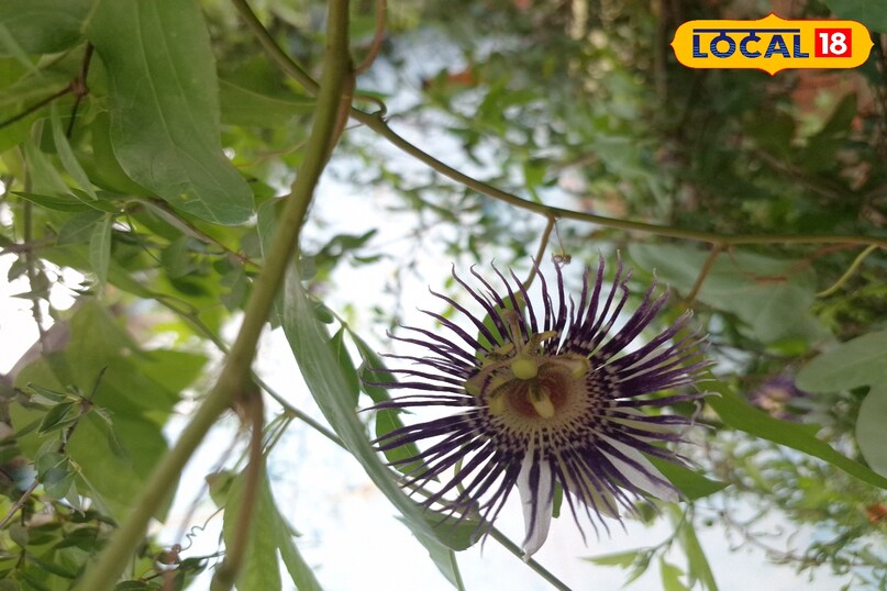  राखी बेल, Passion Flower, Rakhi Bel Plant, Passiflora Flower, Raksha Bandhan Plant, Medicinal Plant Ghazipur, गाजीपुर के पौधे, रक्षाबंधन के फूल, Ayurvedic Flower, Nature Rakhi फूलों के साथ-साथ बेल की हरियाली जीवन 