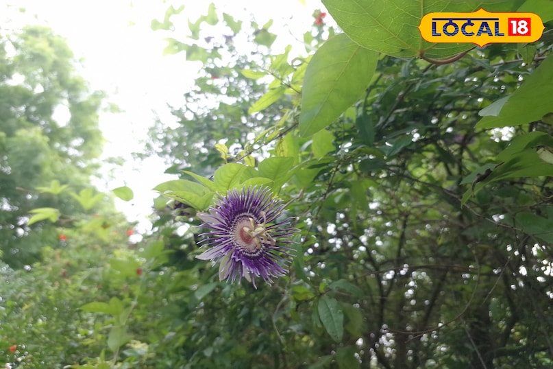 राखी बेल, Passion Flower, Rakhi Bel Plant, Passiflora Flower, Raksha Bandhan Plant, Medicinal Plant Ghazipur, गाजीपुर के पौधे, रक्षाबंधन के फूल, Ayurvedic Flower, Nature Rakhi