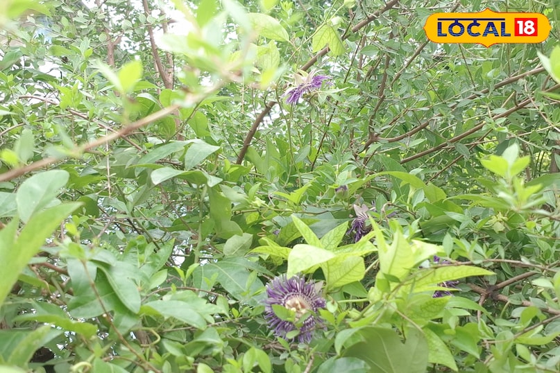 राखी बेल, Passion Flower, Rakhi Bel Plant, Passiflora Flower, Raksha Bandhan Plant, Medicinal Plant Ghazipur, गाजीपुर के पौधे, रक्षाबंधन के फूल, Ayurvedic Flower, Nature Rakhi