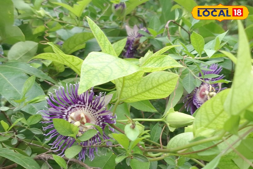 राखी बेल, Passion Flower, Rakhi Bel Plant, Passiflora Flower, Raksha Bandhan Plant, Medicinal Plant Ghazipur, गाजीपुर के पौधे, रक्षाबंधन के फूल, Ayurvedic Flower, Nature Rakhi 