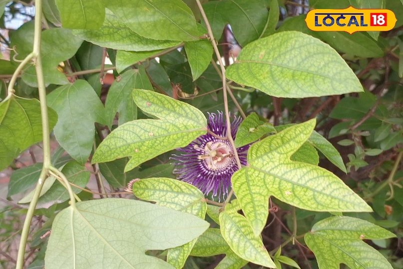 राखी बेल, Passion Flower, Rakhi Bel Plant, Passiflora Flower, Raksha Bandhan Plant, Medicinal Plant Ghazipur, गाजीपुर के पौधे, रक्षाबंधन के फूल, Ayurvedic Flower, Nature Rakhi
