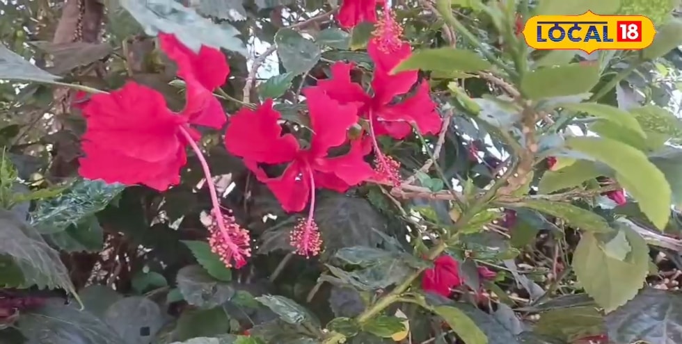 सेहत के लिए भी संजीवनी है गुड़हल का फूल, कई बीमारियों के लिए है रामबाण औषधि