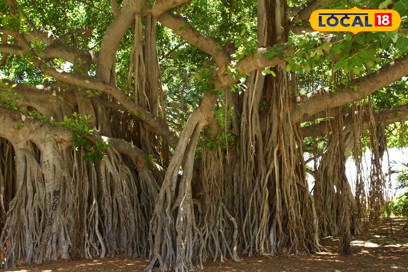 बरगद का पेड़ सेहत के लिए है लाभदायक।