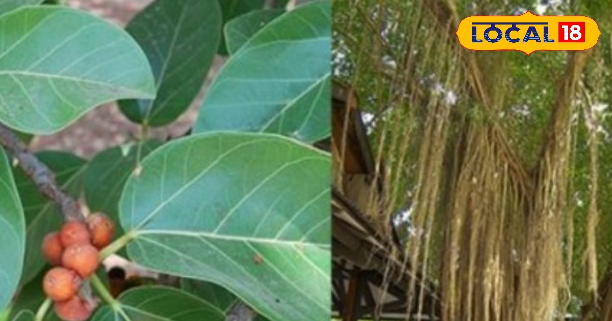 एक पेड़… हज़ार फायदे, ये पेड़ सेहत के लिए है किसी वरदान से कम नहीं, जानें फायदे