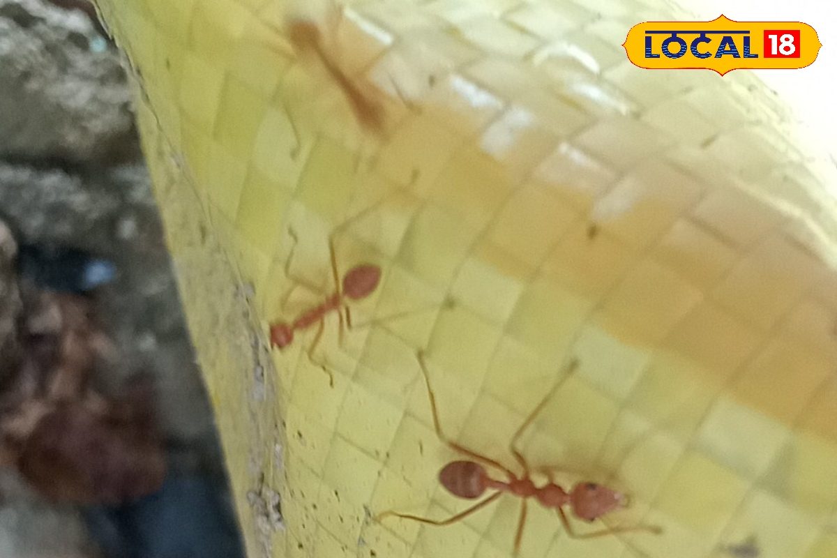 लाल चींटी के काटने पर अब नहीं होगी जलन और सूजन, बस जान लें यह आसान घरेलू उपाय