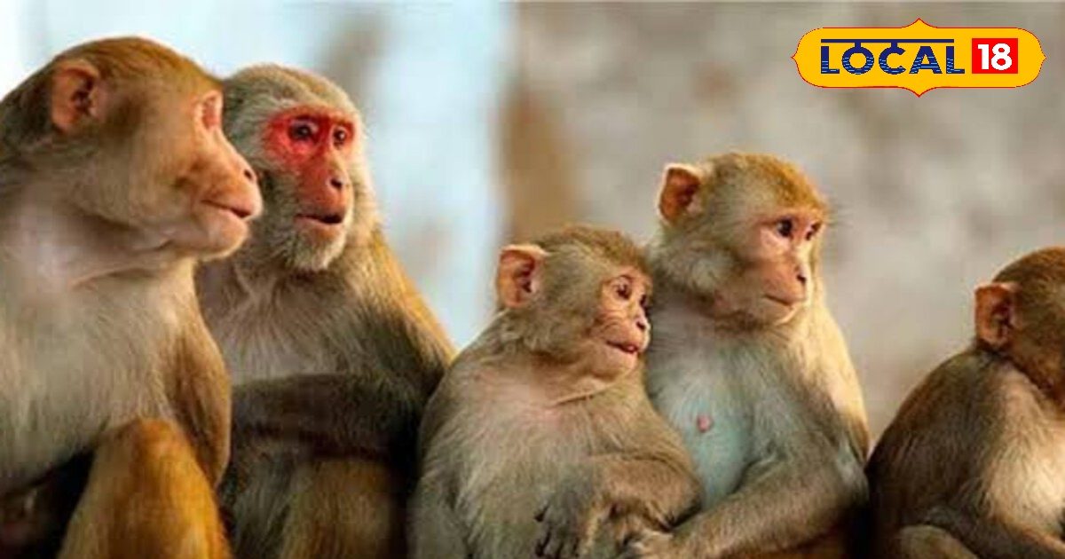 बंदरों से हैं परेशान, तो अपनाएं ये 5 कारगर तरीके.. आपके घर के आसपास भी नहीं भटकेंगे बंदर