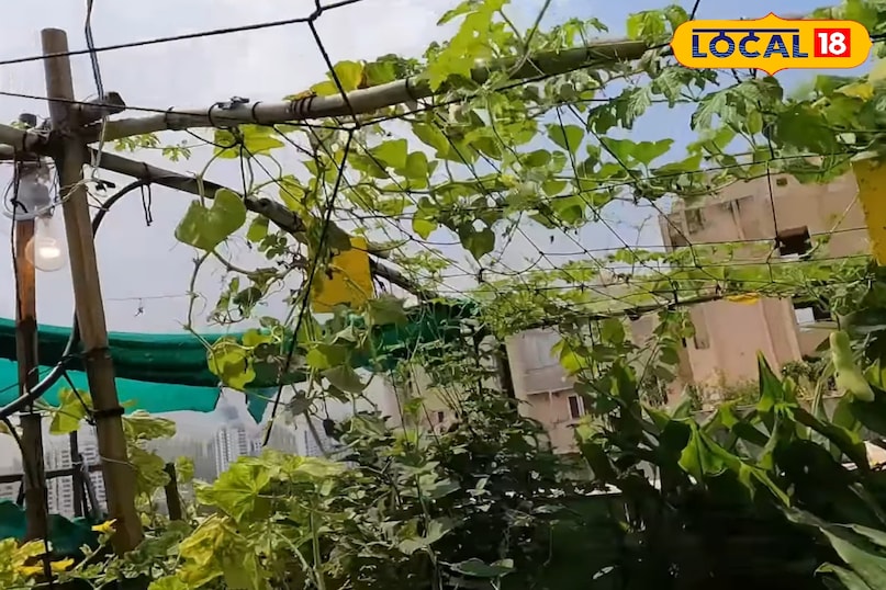 बरसात में किचन गार्डन की देखभाल कैसे करें, बरसात में किचन गार्डन के पौधों की ग्रोथ को तेज कैसे करें, बरसात में पौधों की देखभाल कैसे करें, लोकल 18, How to take care of kitchen garden in rainy season, how to speed up the growth of kitchen garden plants in rainy season, how to take care of plants in rainy season, Local 18 बरसात में किचन गार्डन की देखभाल कैसे करें, बरसात में किचन गार्डन के पौधों की ग्रोथ को तेज कैसे करें, बरसात में पौधों की देखभाल कैसे करें, लोकल 18, How to take care of kitchen garden in rainy season, how to speed up the growth of kitchen garden plants in rainy season, how to take care of plants in rainy season, Local 18