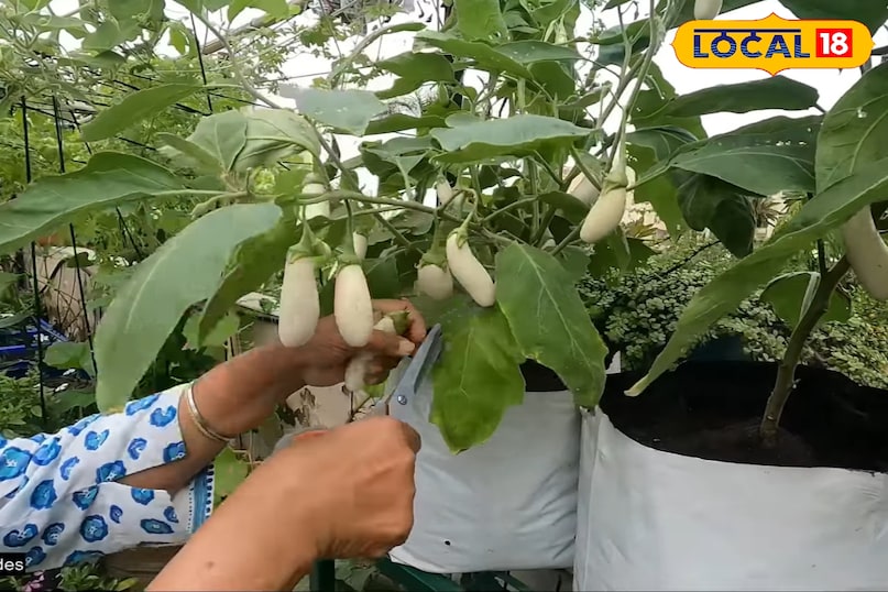 बरसात में किचन गार्डन की देखभाल कैसे करें, बरसात में किचन गार्डन के पौधों की ग्रोथ को तेज कैसे करें, बरसात में पौधों की देखभाल कैसे करें, लोकल 18, How to take care of kitchen garden in rainy season, how to speed up the growth of kitchen garden plants in rainy season, how to take care of plants in rainy season, Local 18 बरसात में किचन गार्डन की देखभाल कैसे करें, बरसात में किचन गार्डन के पौधों की ग्रोथ को तेज कैसे करें, बरसात में पौधों की देखभाल कैसे करें, लोकल 18, How to take care of kitchen garden in rainy season, how to speed up the growth of kitchen garden plants in rainy season, how to take care of plants in rainy season, Local 18