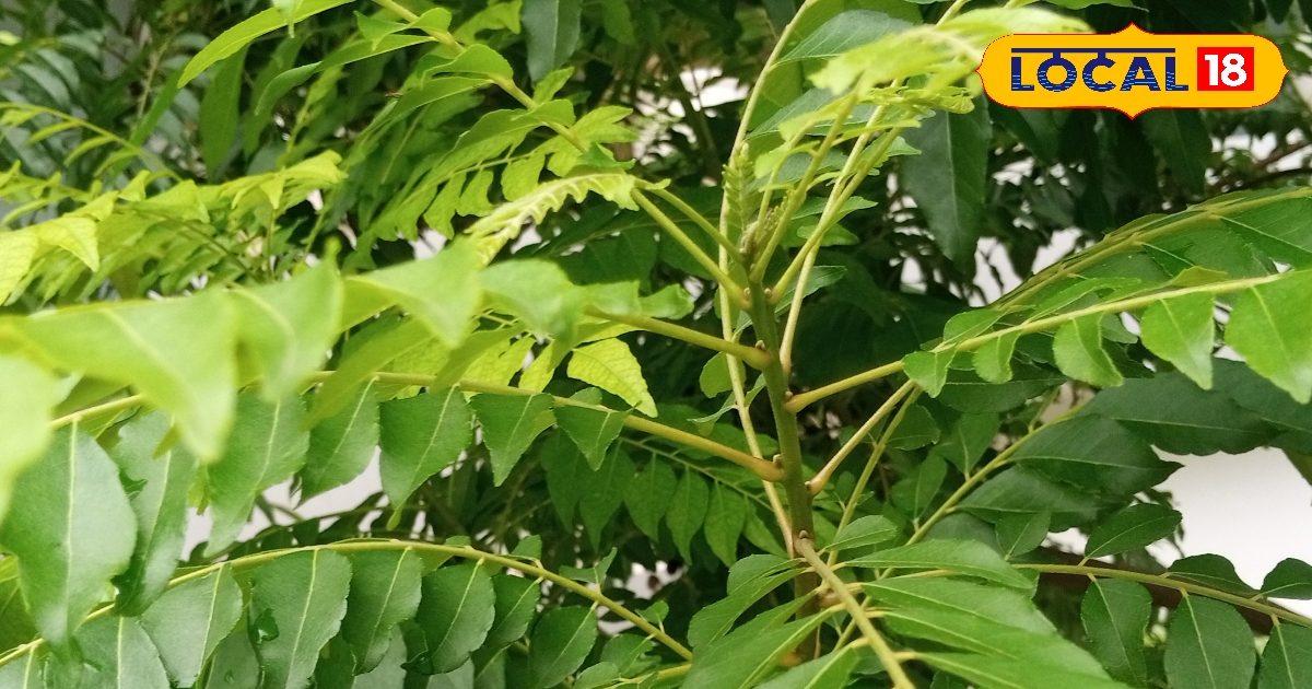 ये पौधा सांसों की डोर…कलयुग की संजीवनी, जो काम बड़े-बड़े डॉक्टर न कर पाएं, अकेला काफी