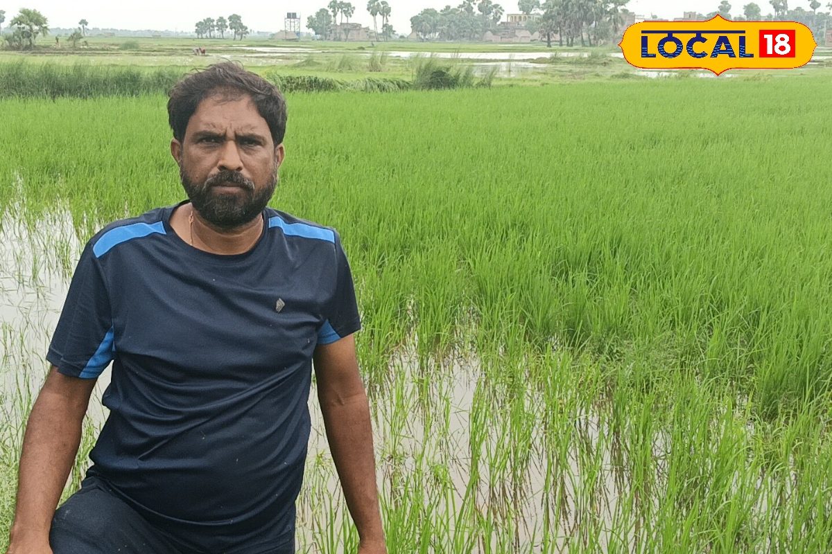 बिहारी इंजीनियर किसान की तकनीक ने बदली धान की खेती, उत्पादन 80kg प्रति कट्ठा