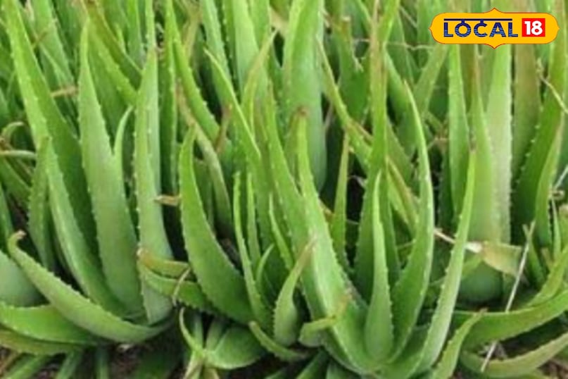 एलोवेरा एलोवेरा