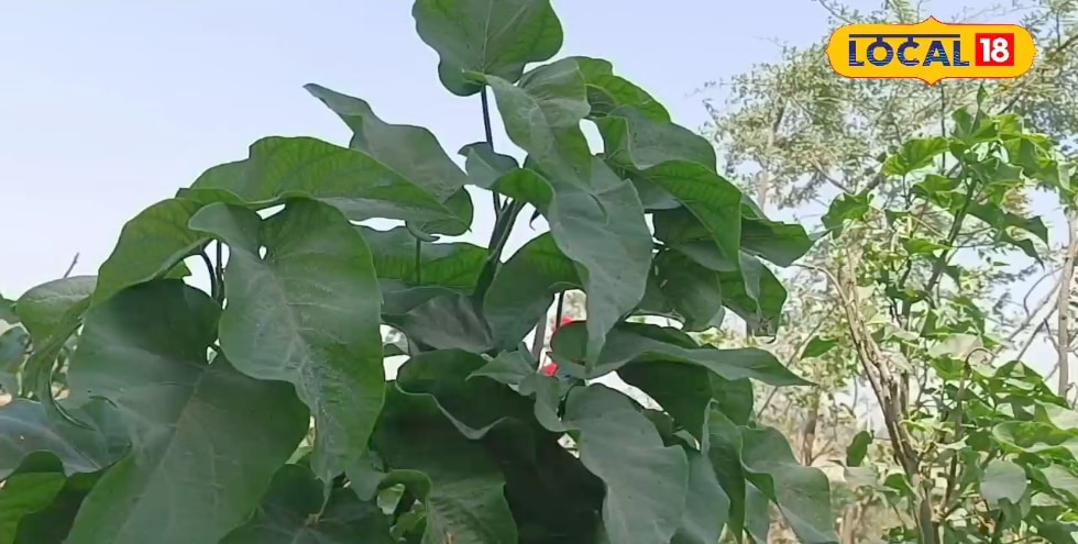 नाम सुनते ही छूट जाएगी हंसी…लेकिन ये पौधा तिलिस्मी, दांतों में दर्द हो या काट खाया हो बिच्छू, सब कर देगा ठीक