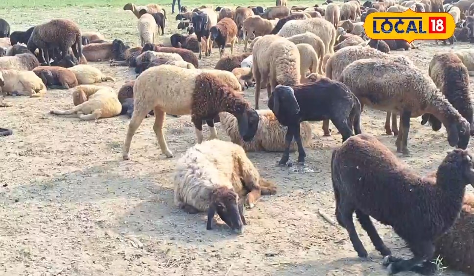 सदानंद के पास हैं 500 भेडें.. ऊन, मल, दूध, मांस, चमड़े तक से होती कमाई