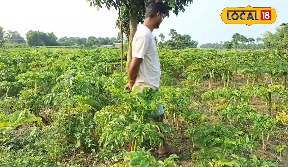 40000 की लागत में 2 लाख का मुनाफा, इस फसल की खेती किसानों को बना देगी मालामाल