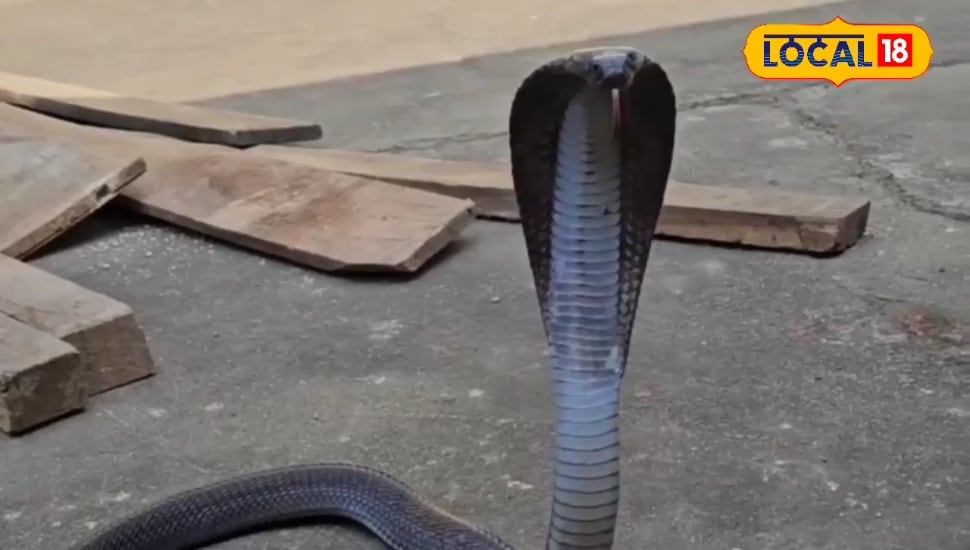 Snake : सांप काटने पर भी नहीं जाएगी जान, बस फॉलो करें नागलोक वाला गोल्डेन रूल