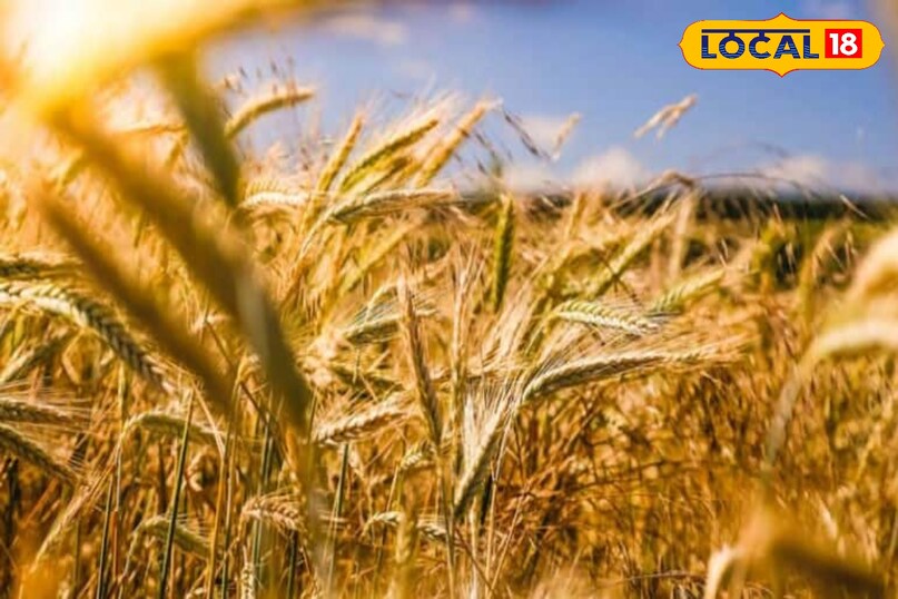 गेहूं स्टोर करने से पहले क्या करें?