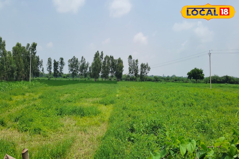 ghar par ugi h ghaas 