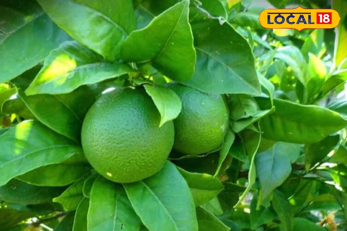 100 रुपये का पौधा, खेत की मेड़ पर लगाएं या गमले में..2 साल में खरीद लेंगे BMW!