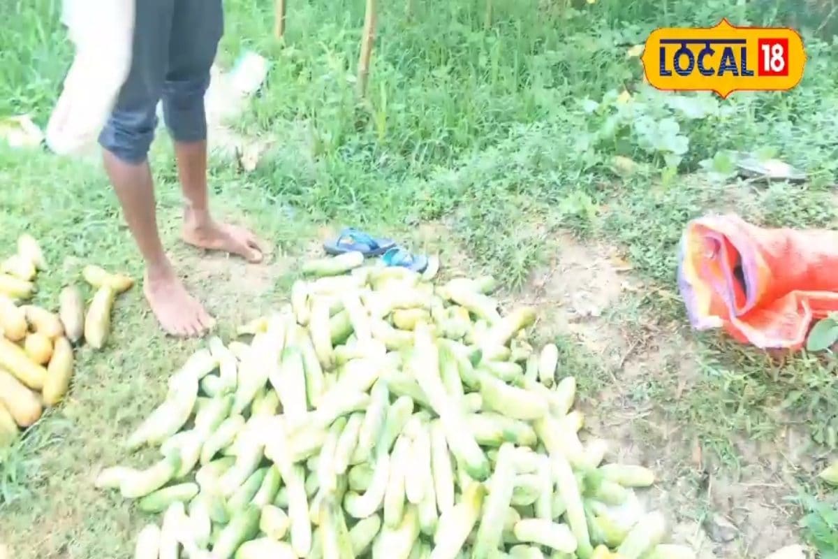 cucumber cultivation: कम लागत...ज्यादा मुनाफा! सिर्फ 60 दिनों में एक लाख कमाई!