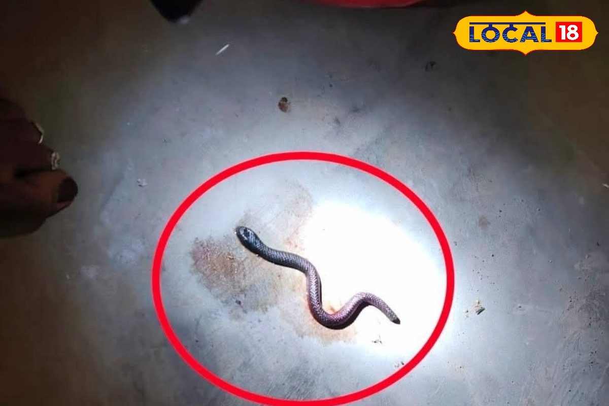OMG! महिला ने सांप के बच्चों को दिया जन्म, डॉक्टर ने बताई Video की सच्चाई