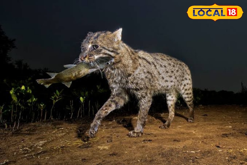 fishing cat fishing cat
