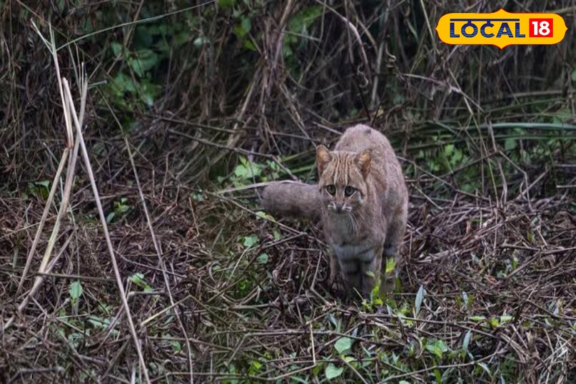 rusty spotted cat rusty spotted cat