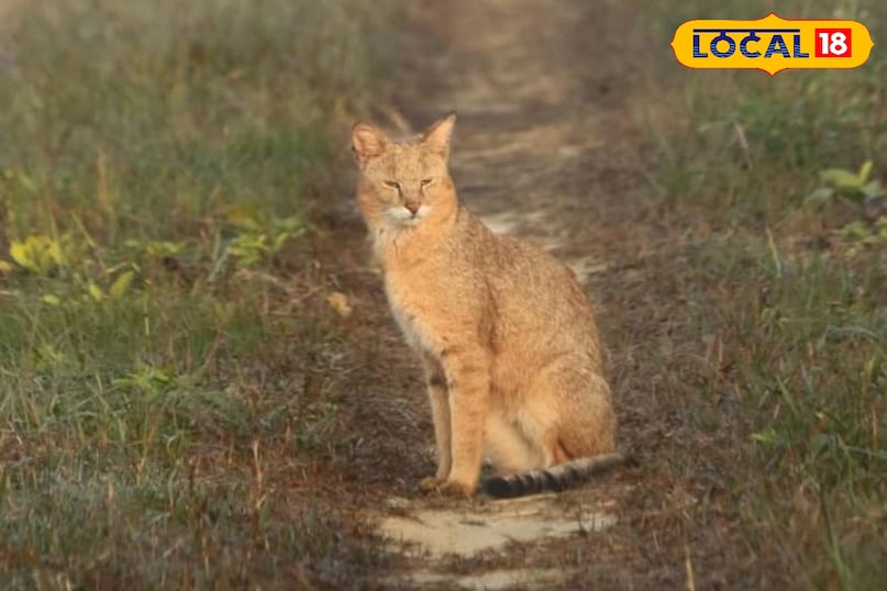 jungle cat image jungle cat image