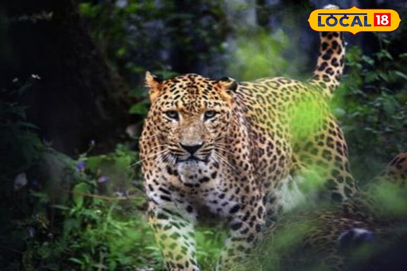 leopard image leopard image