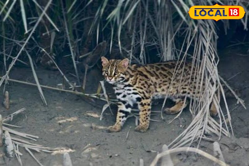 leopard cat image leopard cat image