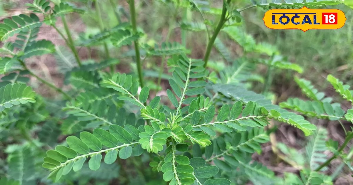 आयुर्वेद का भंडार है ये देसी पौधा, डॉक्टर भी कर रहे सिफारिश, नोट करें फायदे