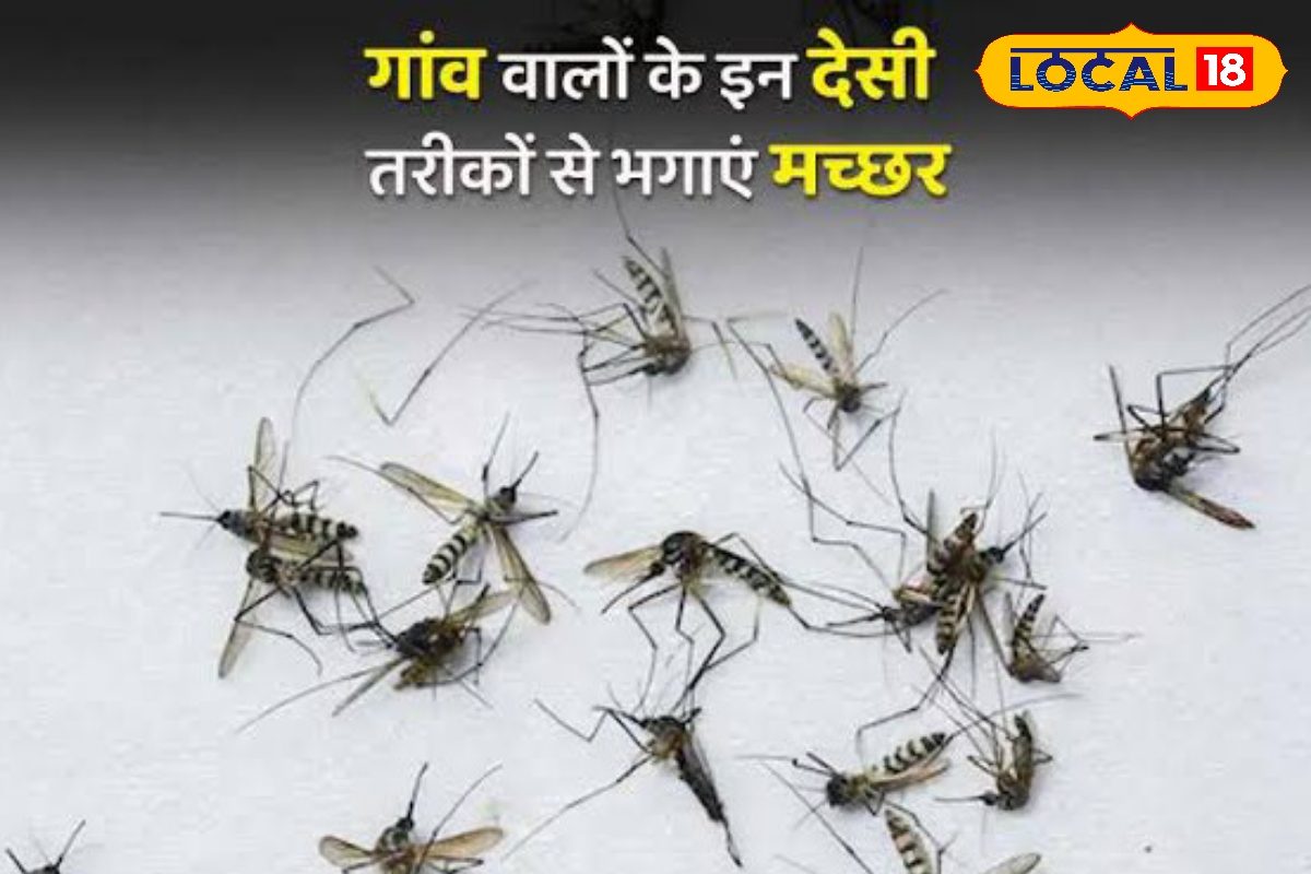 किचन में ही है मच्छर भगाने का फॉर्मूला, आयुर्वेदाचार्य ने बताया तरीका