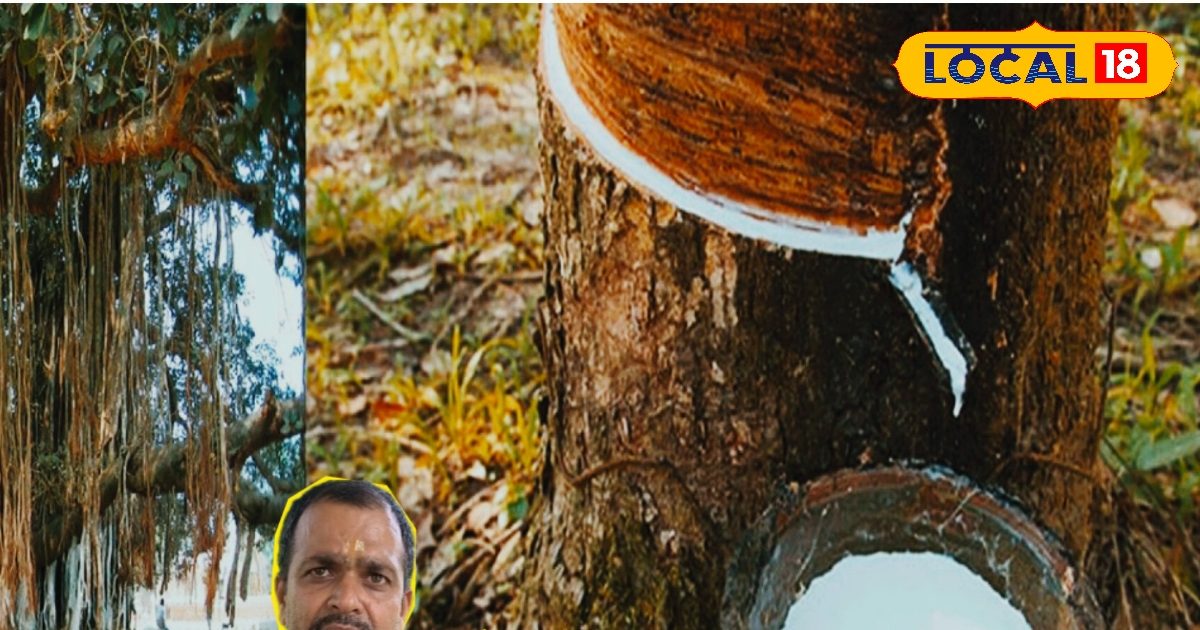 इस पेड़ में ब्रह्मा, विष्णु महेश, बेहद ताकतवर इसका दूध, भर जाएगी सूनी गोद! आयुर्वेद कर रहा सदियों से भरोसा