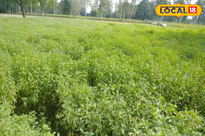 तुलसी की खेती का लाभ, खरगोन में तुलसी की खेती, तुलसी खेती की जानकारी, Tulsi farming, Organic Tulsi cultivation, Tulsi farming tips, Tulsi business ideas, Tulsi farming guide 