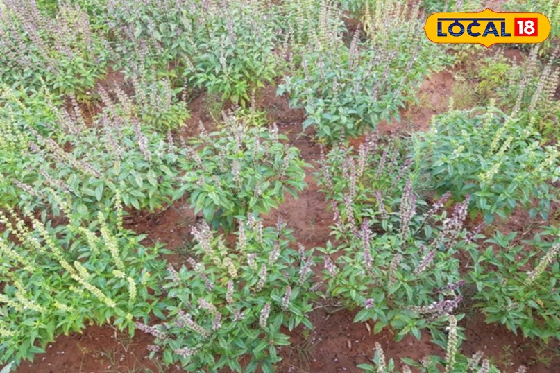 तुलसी खेती की जानकारी, Tulsi farming, Organic Tulsi cultivation, Tulsi farming tips, Tulsi business ideas, Tulsi farming guide