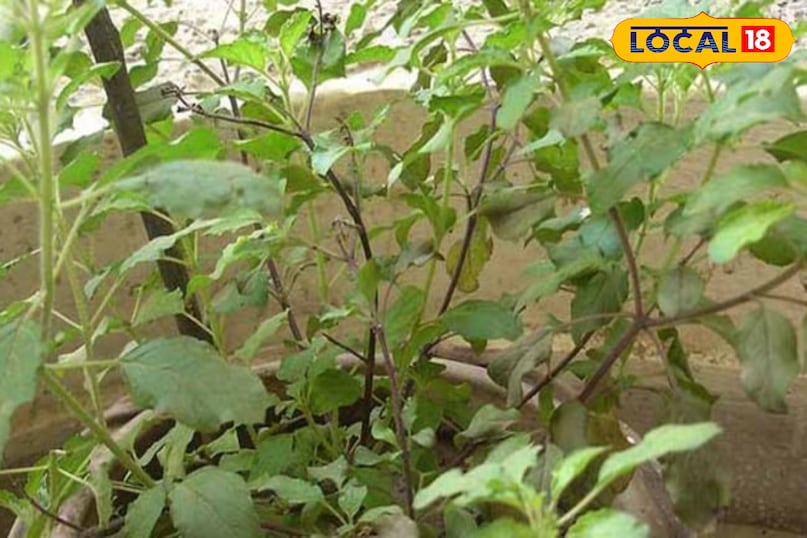 खरगोन में तुलसी की खेती, तुलसी खेती की जानकारी, Tulsi farming, Organic Tulsi cultivation, Tulsi farming tips, Tulsi business ideas, Tulsi farming guide
