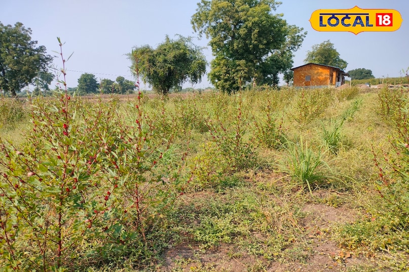 तुलसी खेती की जानकारी, Tulsi farming, Organic Tulsi cultivation, Tulsi farming tips, Tulsi business ideas, Tulsi farming guide 