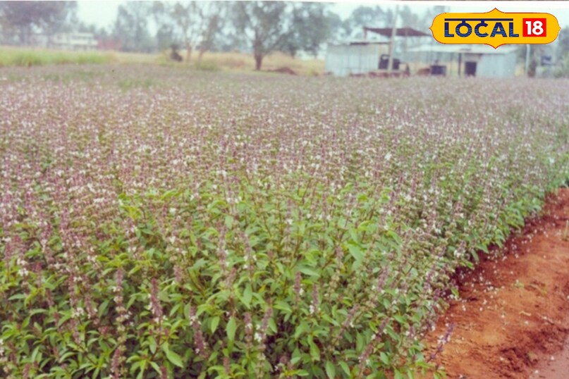 तुलसी खेती की जानकारी, Tulsi farming, Organic Tulsi cultivation, Tulsi farming tips, Tulsi business ideas, Tulsi farming guide 